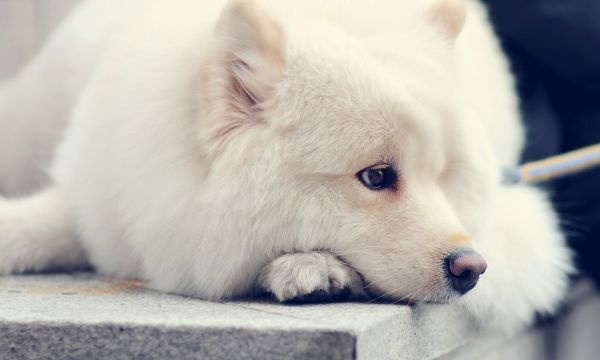 关于梦想的名言名句