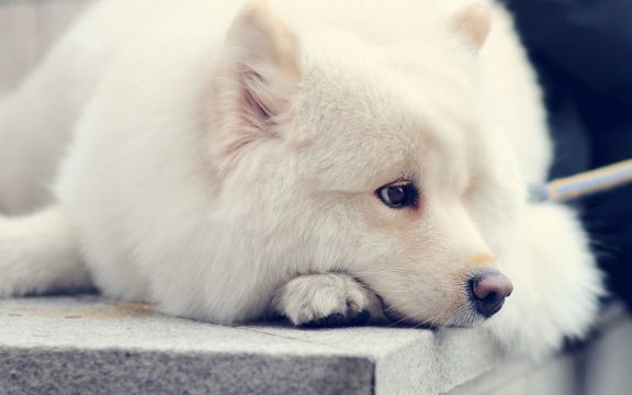 残疾名人张海迪的励志故事