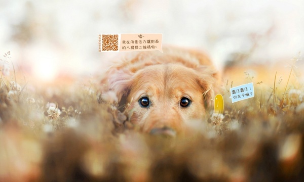 中国明星姚晨成功励志故事