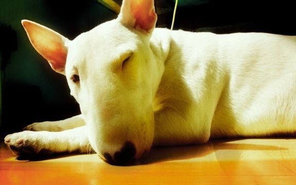 中国名人毛泽东故事英文介绍